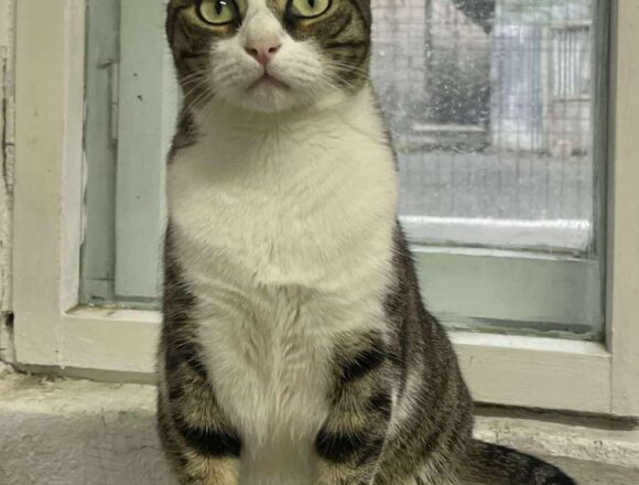 the-great-catsby-565718759_1154940265962619_6194830465370403935_n Pru