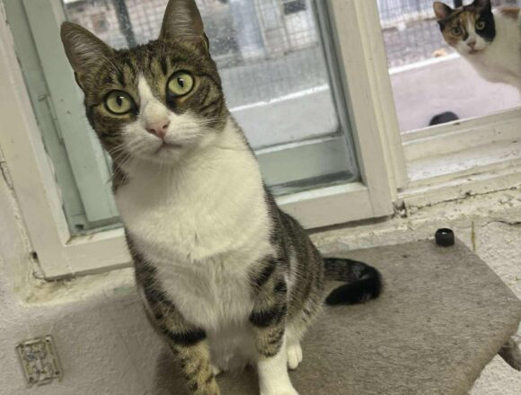 the-great-catsby-566517752_1115733280719756_3660829289954657159_n Pru