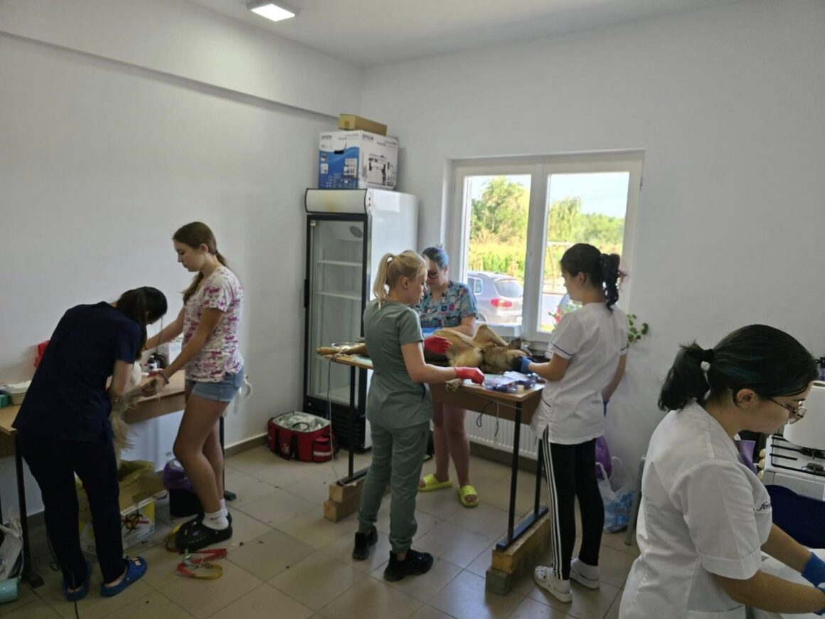 The second day of the Tulcea spayathon concluded with a fantastic 42 more animals spayed