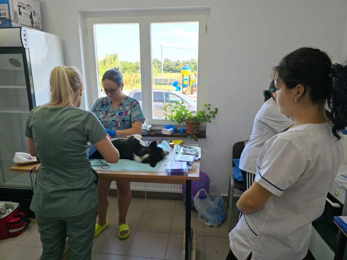 The second day of the Tulcea spayathon concluded with a fantastic 42 more animals spayed