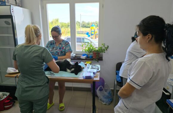 The second day of the Tulcea spayathon concluded with a fantastic 42 more animals spayed