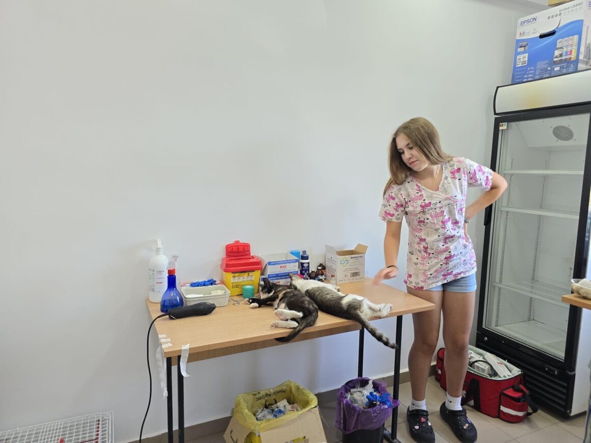 The second day of the Tulcea spayathon concluded with a fantastic 42 more animals spayed