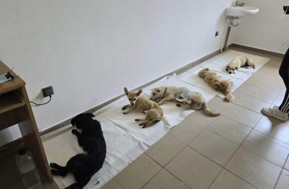 The second day of the Tulcea spayathon concluded with a fantastic 42 more animals spayed