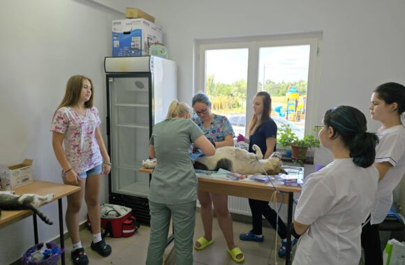 The second day of the Tulcea spayathon concluded with a fantastic 42 more animals spayed