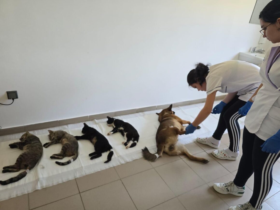 The second day of the Tulcea spayathon concluded with a fantastic 42 more animals spayed