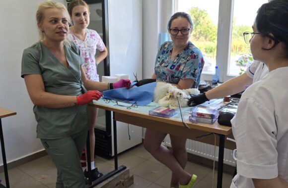 The second day of the Tulcea spayathon concluded with a fantastic 42 more animals spayed