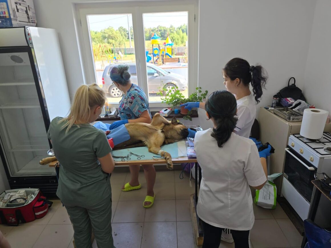 The second day of the Tulcea spayathon concluded with a fantastic 42 more animals spayed