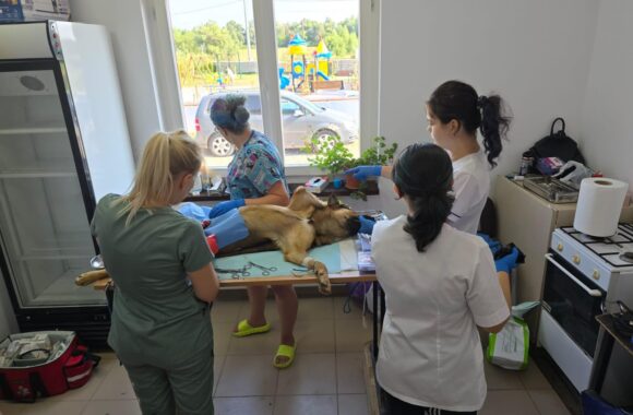 The second day of the Tulcea spayathon concluded with a fantastic 42 more animals spayed