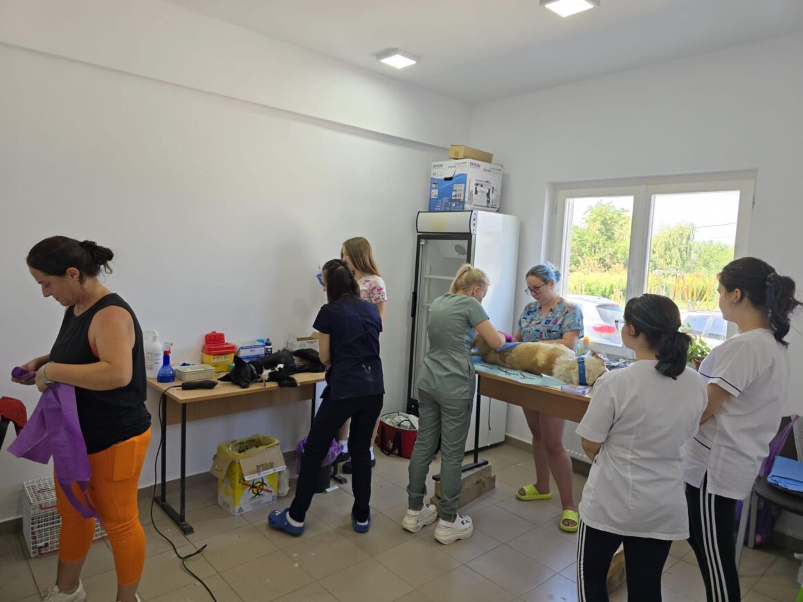 The second day of the Tulcea spayathon concluded with a fantastic 42 more animals spayed