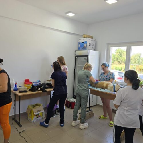 The second day of the Tulcea spayathon concluded with a fantastic 42 more animals spayed