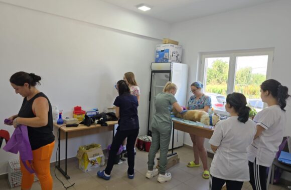 The second day of the Tulcea spayathon concluded with a fantastic 42 more animals spayed