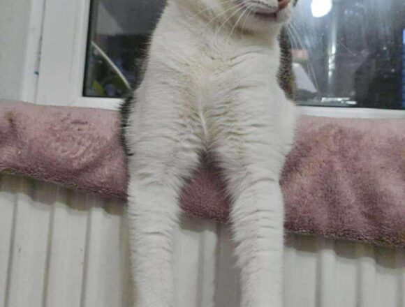 the-great-catsby-555876661_1501078367704099_4826752946204039385_n Blossom