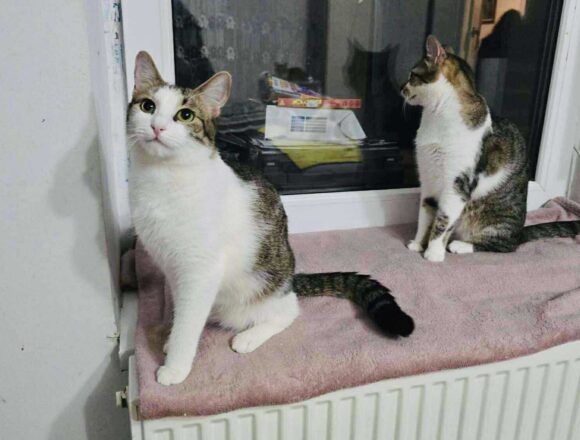 the-great-catsby-557742406_2016271185577190_3837995609252884372_n Blossom