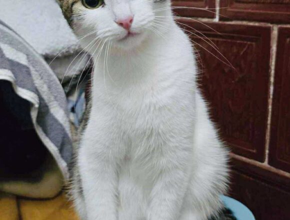 the-great-catsby-562676281_2774712849540960_7621853565607206453_n Blossom