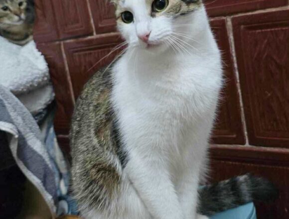 the-great-catsby-563110254_746081528461851_2976158619365404157_n Blossom