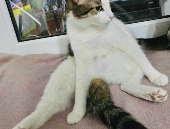 the-great-catsby-563207363_1175483877836028_4824571514915584096_n Blossom