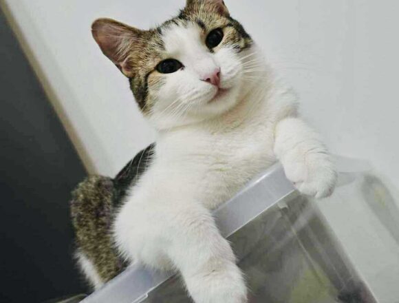 the-great-catsby-563670303_1164328042426739_2405242110418643730_n Blossom