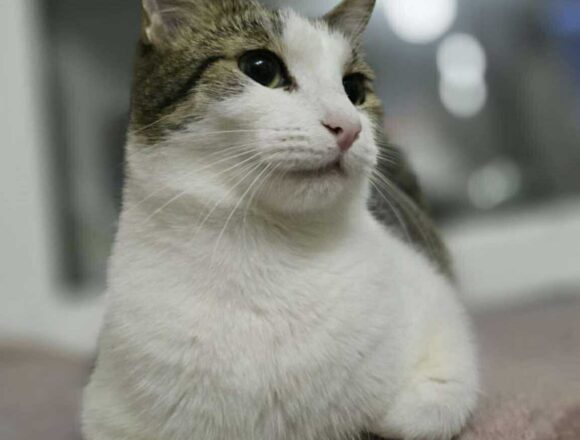 the-great-catsby-563797743_1352655426466697_8392637189966937312_n Blossom