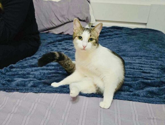 the-great-catsby-564636571_802611969149668_7123296247925398498_n Blossom