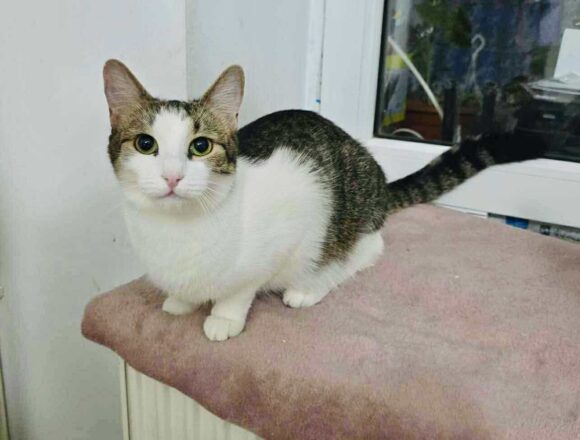 the-great-catsby-565565435_1618321096208767_4592178593319654671_n Blossom