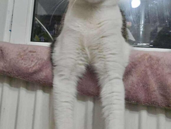 the-great-catsby-566203556_1385847319603013_6711986582376938588_n Blossom