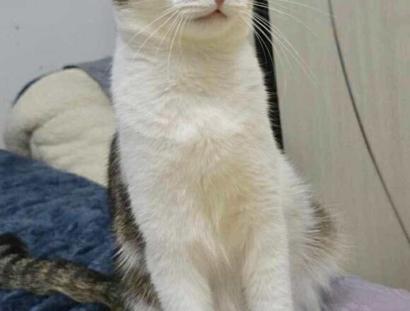 the-great-catsby-566477999_778442598399997_4213583007387550038_n Blossom