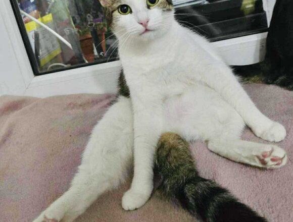 the-great-catsby-566496100_1155076056569538_4724101224063603081_n Blossom