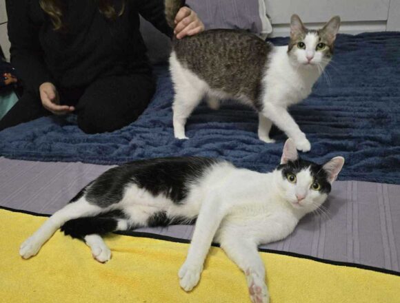 the-great-catsby-566523600_1304967527580635_2845719665285301462_n Blossom