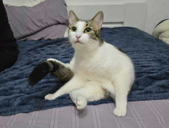 the-great-catsby-566530076_1494752288441337_181293261021348684_n Blossom