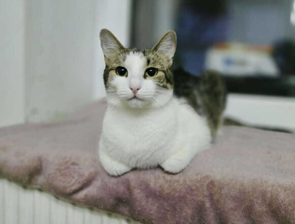 the-great-catsby-566572972_712634187812061_2483394046833748156_n Blossom