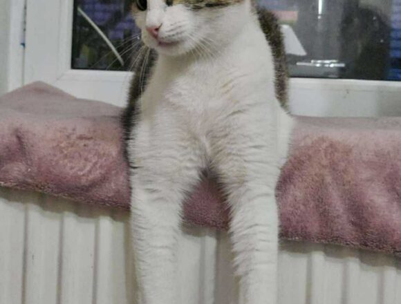 the-great-catsby-566589017_1474950216900592_2190865317055048887_n Blossom