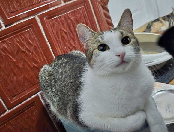 the-great-catsby-566592049_3094921077345955_6771330849203780423_n Blossom