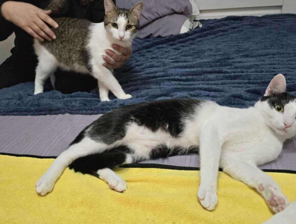 the-great-catsby-567131638_815101847922988_1416388247336959618_n Blossom