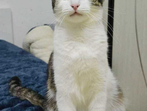 the-great-catsby-567620524_1170909968296021_4443344371096081576_n Blossom