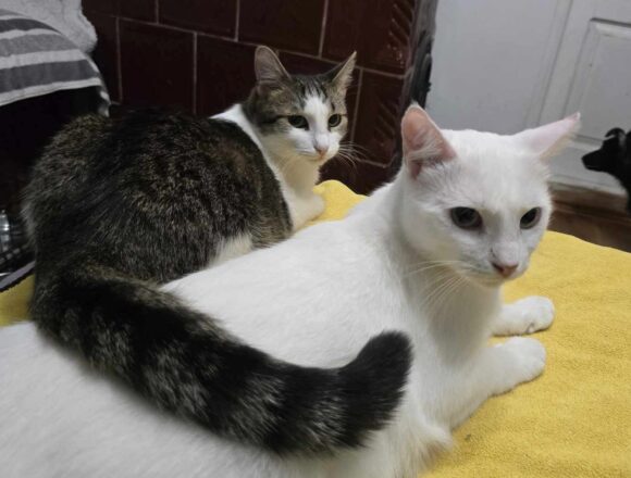 the-great-catsby-589899429_808242312038725_6194911777695805185_n Blossom