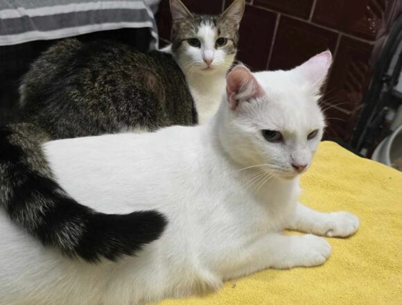 the-great-catsby-591283334_1010902894568980_4784439157555186149_n Blossom