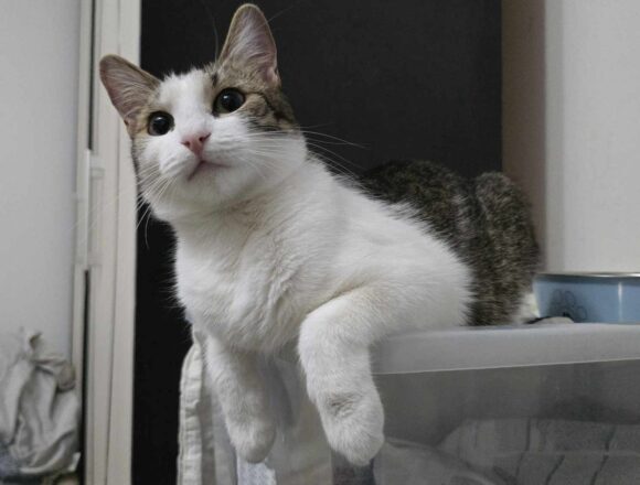 the-great-catsby-591618294_1388759559650701_3189124782747306066_n Blossom