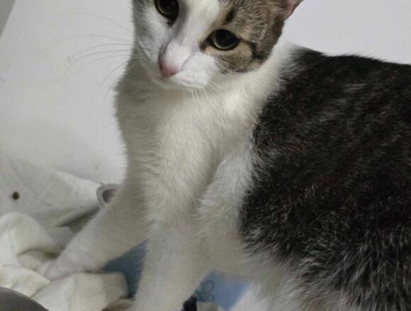 the-great-catsby-592090717_853046784087652_486641056897127224_n Blossom