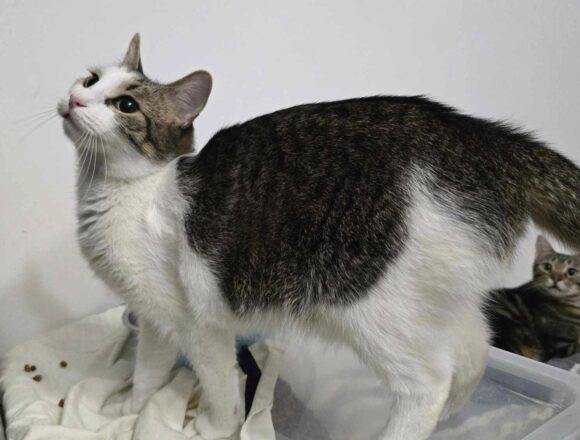 the-great-catsby-592097691_785334404530700_680776664973335054_n Blossom