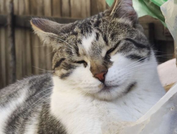 Muffin (FIV+)