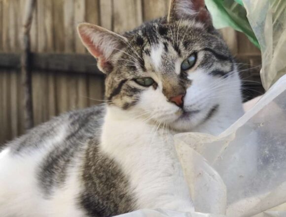 Muffin (FIV+)
