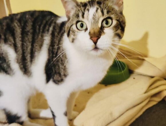 Muffin (FIV+)