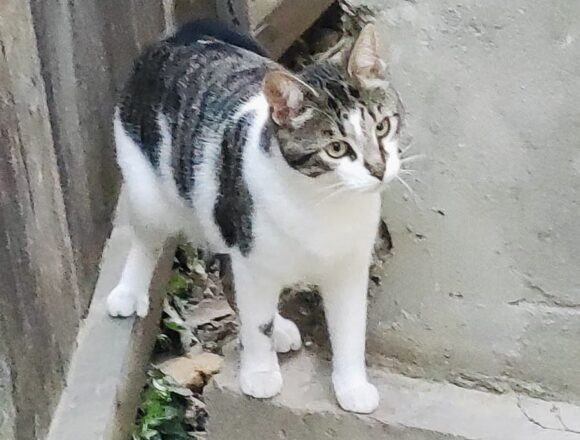 Muffin (FIV+)
