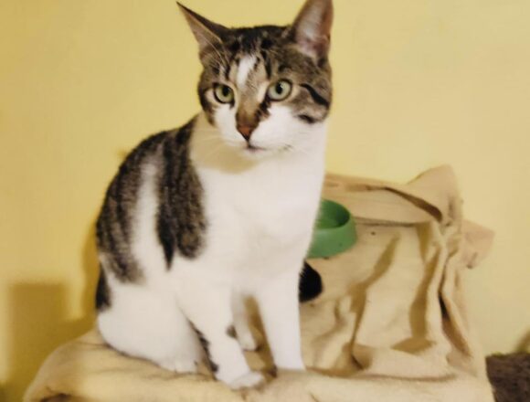 Muffin (FIV+)