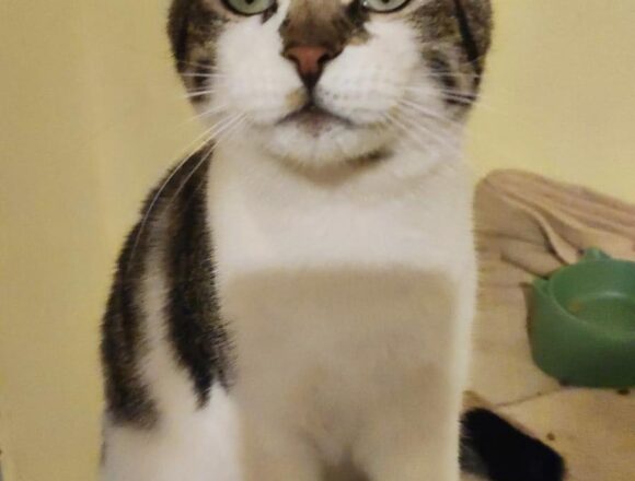 Muffin (FIV+)