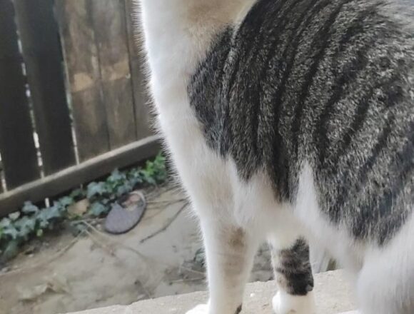 Muffin (FIV+)