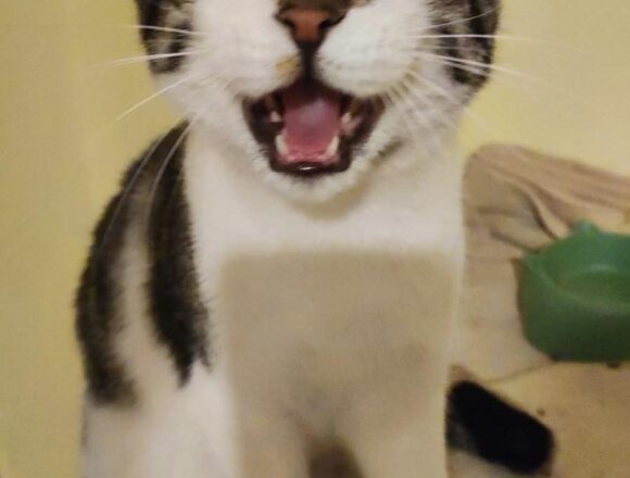 Muffin (FIV+)