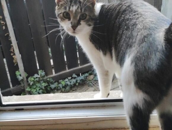 Muffin (FIV+)