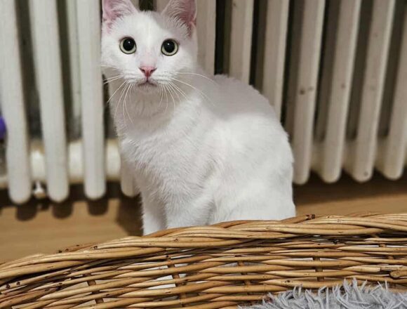 the-great-catsby-541676489_1326111695897706_8364917277158734048_n Crystal