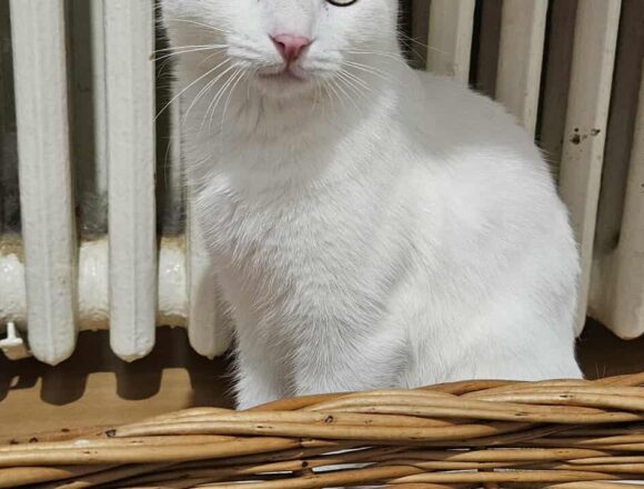 the-great-catsby-541734088_1356694449218038_8319190103184382774_n Crystal